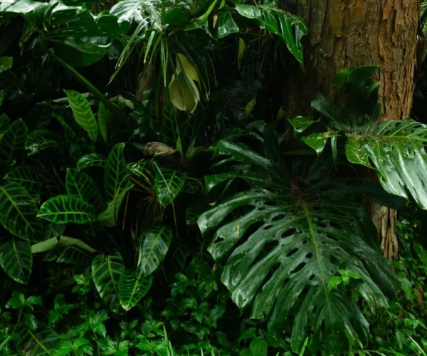Monstera in huis: de ultieme gids voor verzorging, styling en plaatsing