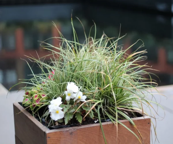Sublimez votre extérieur : comment intégrer des jardinières en acier dans votre décoration de maison
