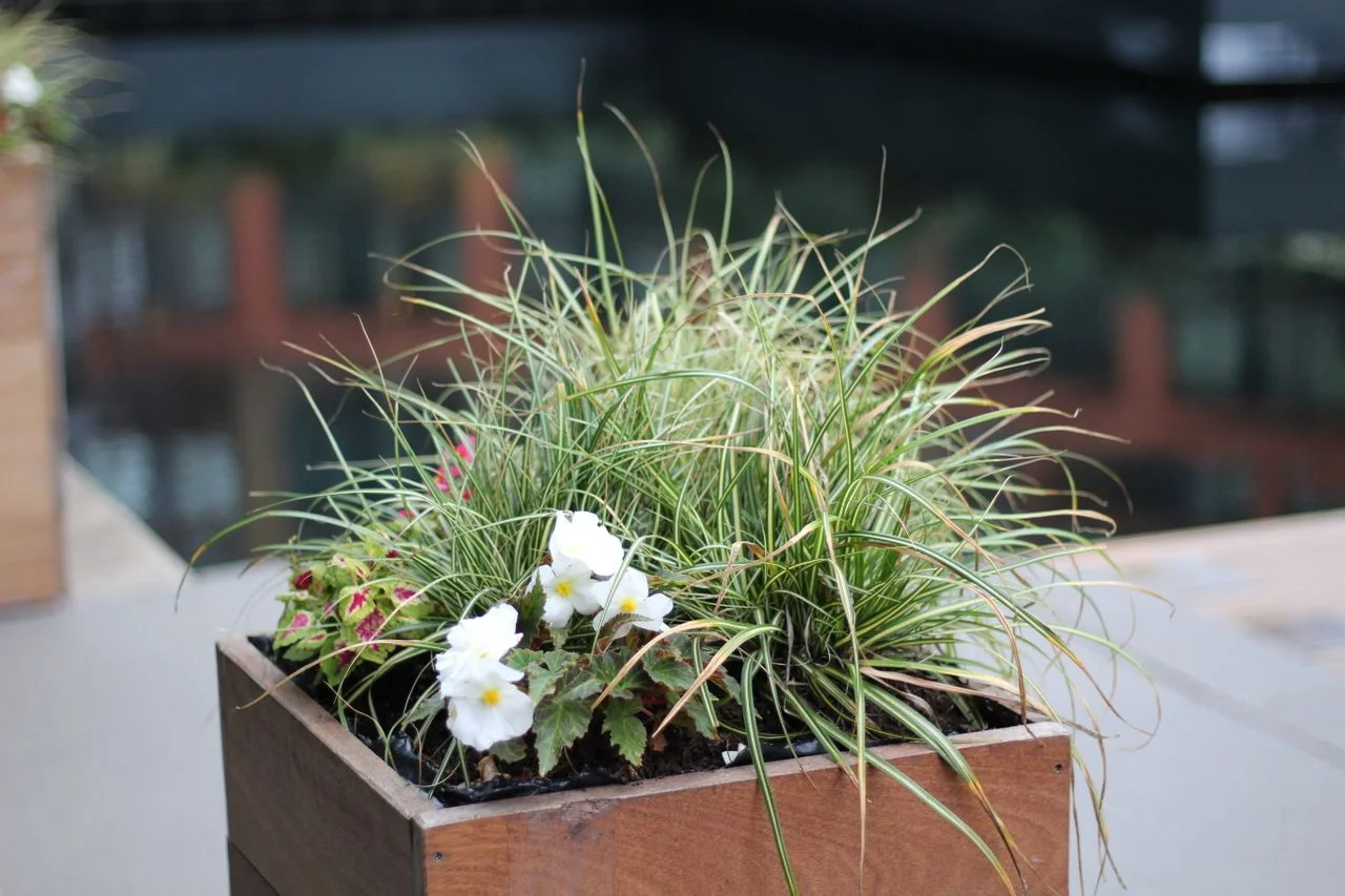 Sublimez votre extérieur : comment intégrer des jardinières en acier dans votre décoration de maison